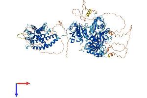 KCNMA1 Protein (AA 1-1236) (His tag)