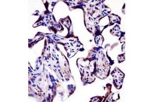 Immunohistochemistry analysis in formalin fixed and paraffin embedded human placenta tissue reacted with AP52299PU-N, which was peroxidase conjugated to the secondary antibody and followed by DAB staining. (KCNA2 Antikörper  (C-Term))