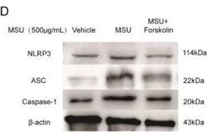 Western Blotting (WB) image for anti-Actin, beta (ACTB) (AA 1-50) antibody (ABIN724340)