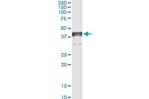 Immunoprecipitation of TCEA3 transfected lysate using anti-TCEA3 monoclonal antibody and Protein A Magnetic Bead , and immunoblotted with TCEA3 MaxPab rabbit polyclonal antibody. (TCEA3 Antikörper  (AA 1-348))
