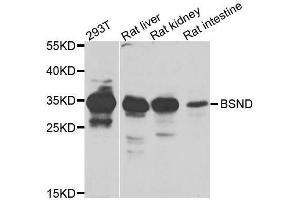 Western blot analysis of extracts of various cell lines, using BSND antibody. (BSND Antikörper  (AA 54-320))