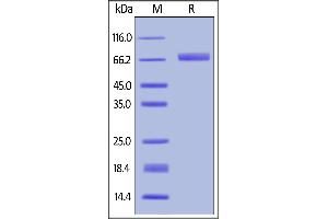 Biotinylated Human B7-H3 (4Ig), His,Avitag on  under reducing (R) condition.