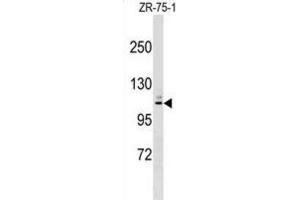 Western Blotting (WB) image for anti-Membrane-Associated Ring Finger (C3HC4) 10, E3 Ubiquitin Protein Ligase (MARCH10) antibody (ABIN2999509) (MARCH10 Antikörper)