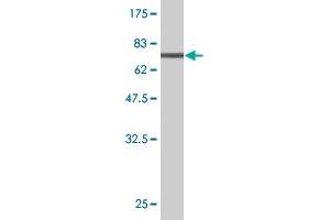 Western Blot detection against Immunogen (70. (CTH Antikörper  (AA 1-405))
