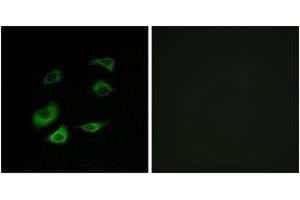 Immunofluorescence analysis of HepG2 cells, using Cyclosome 1 Antibody. (APC1 Antikörper  (AA 1311-1360))
