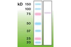Image no. 1 for anti-Protein Kinase C, gamma (PRKCG) antibody (ABIN342480) (PKC gamma Antikörper)
