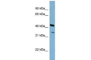 WB Suggested Anti-PEX26 Antibody Titration: 0. (PEX26 Antikörper  (N-Term))