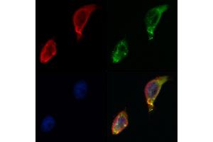 ABIN6264260 and ABIN6268782 staining Hela by IF/ICC.