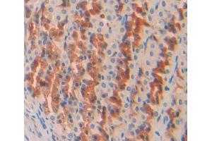Used in DAB staining on fromalin fixed paraffin- embedded stomach tissue (OS9 Antikörper  (AA 465-666))