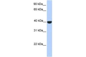 Western Blotting (WB) image for anti-ELK1, Member of ETS Oncogene Family (ELK1) antibody (ABIN2460195) (ELK1 Antikörper)