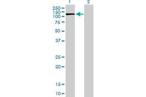 Western Blot analysis of SLC4A1AP expression in transfected 293T cell line by SLC4A1AP MaxPab polyclonal antibody. (NADAP Antikörper  (AA 1-796))