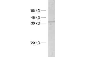 dilution: 1 : 500, sample: lung homogenate (SDCBP Antikörper)