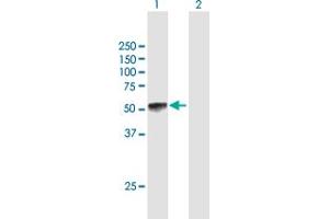 Western Blot analysis of KLF15 expression in transfected 293T cell line by KLF15 MaxPab polyclonal antibody. (KLF15 Antikörper  (AA 1-416))