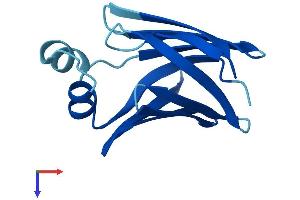 FABP1 Protein (AA 1-127) (His tag)