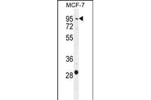 PTCHD3 Antibody (C-term) (ABIN655356 and ABIN2844915) western blot analysis in MCF-7 cell line lysates (35 μg/lane). (PTCHD3 Antikörper  (C-Term))
