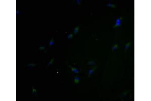 Immunofluorescence staining of Hela cells with ABIN7162187 at 1:100, counter-stained with DAPI. (OR5H6 Antikörper  (AA 277-292))