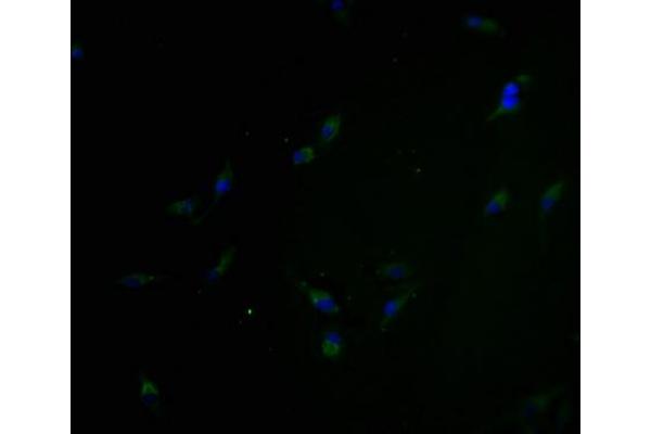 OR5H6 antibody  (AA 277-292)