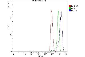 Flow Cytometry analysis of Hela cells using anti-ERp72/PDIA4 antibody (ABIN7602103). (PDIA4 Antikörper  (AA 59-544))