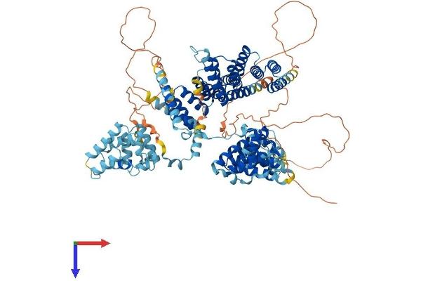 SPAG1 Protein (AA 1-926) (His tag)