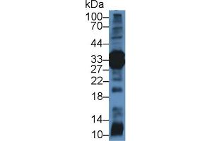Western Blot; Sample: Rat Pancreas lysate; Primary Ab: 2µg/mL Rabbit Anti-Mouse ELA4 Antibody Second Ab: 0. (Elastase 4 Antikörper  (AA 30-268))