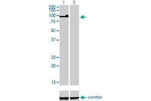 Western Blotting (WB) image for anti-Zinc Fingers and Homeoboxes 2 (ZHX2) (AA 691-789) antibody (ABIN599184) (ZHX2 Antikörper  (AA 691-789))