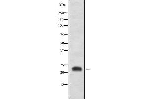 Western blot analysis of CD300LB using HT-29 whole cell lysates