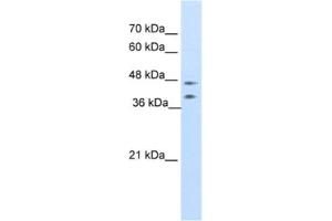 Western Blotting (WB) image for anti-Basic Leucine Zipper Nuclear Factor 1 (BLZF1) antibody (ABIN2461703) (BLZF1 Antikörper)
