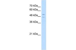 Western Blotting (WB) image for anti-STEAP Family Member 3, Metalloreductase (STEAP3) antibody (ABIN2462709) (STEAP3 Antikörper)
