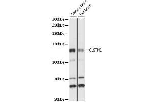 Western blot analysis of extracts of various cell lines, using CLSTN1 antibody (ABIN6292389) at 1:1000 dilution. (Calsyntenin 1 Antikörper)