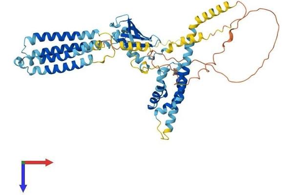 VANGL2 Protein (AA 1-521) (His tag)
