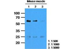 The extracts of Mouse muscle (35ug) were resolved by SDS-PAGE, transferred to PVDF membrane and probed with anti-human CASQ2 (1:1000). (CASQ2 Antikörper)