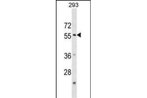 KATNA1 Antibody (N-term) (ABIN1539482 and ABIN2850221) western blot analysis in 293 cell line lysates (35 μg/lane). (KATNA1 Antikörper  (N-Term))