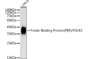 Western blot analysis of extracts of HeLa cells, using Folate Binding Protein(FBP) / FOLR1 antibody (ABIN7267223) at 1:1000 dilution.