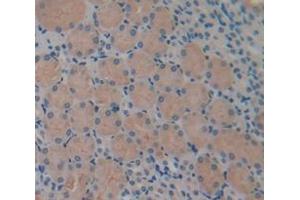 IHC-P analysis of Mouse Tissue, with DAB staining. (IL-34 Antikörper  (AA 21-235))