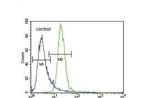 PRK (Thr172) Antibody (Center) (ABIN654800 and ABIN2844475) flow cytometric analysis of K562 cells (right histogram) compared to a negative control cell (left histogram). (PRKAA2 Antikörper  (Thr172))