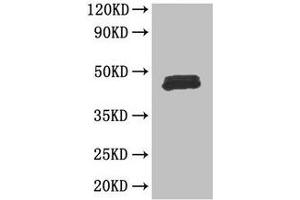 Western Blot Positive WB detected in: Mouse thymus tissue All lanes: FOXP3 antibody at 3 μg/mL Secondary Goat polyclonal to rabbit IgG at 1/50000 dilution Predicted band size: 48, 44, 50, 45 kDa Observed band size: 48 kDa (FOXP3 Antikörper  (AA 1-260))