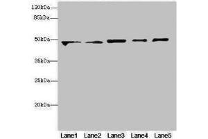 Western blot All lanes: VPS4Aantibody at 4. (VPS4A Antikörper  (AA 1-120))