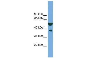 WB Suggested Anti-APEX1 Antibody Titration: 0. (APEX1 Antikörper  (N-Term))