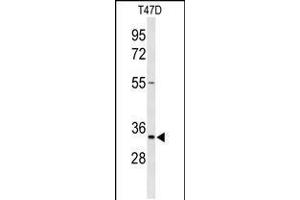Western blot analysis of TSPAN33 Antibody in T47D cell line lysates (35ug/lane) (TSPAN33 Antikörper  (C-Term))