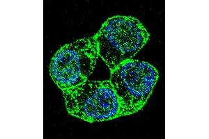 Confocal immunofluorescent analysis of PCDHA8 Antibody (C-term) (ABIN655960 and ABIN2845346) with ZR-75-1 cell followed by Alexa Fluor 488-conjugated goat anti-rabbit lgG (green). (PCDHa8 Antikörper  (C-Term))