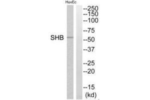 Western blot analysis of extracts from HuvEc cells, using SHB antibody. (SHB Antikörper  (C-Term))