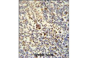 LY6G6C antibody immunohistochemistry analysis in formalin fixed and paraffin embedded human lymph node followed by peroxidase conjugation of the secondary antibody and DAB staining. (LY6G6C Antikörper  (C-Term))