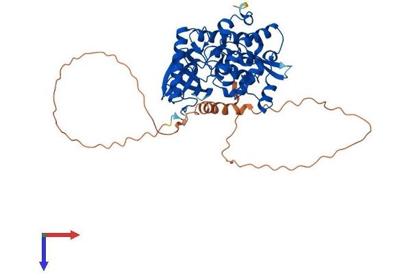 CLK1 Protein (AA 1-483) (His tag)