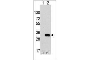 Western blot analysis of CLIC4 (arrow) using rabbit polyclonal CLIC4 Antibody. (CLIC4 Antikörper)