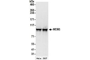 Western Blotting (WB) image for anti-Minichromosome Maintenance Complex Component 3 (MCM3) (AA 500-550) antibody (ABIN7449378)