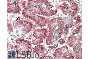 ABIN5539814 (5µg/ml) staining of paraffin embedded Human Pancreas. (AIMP1 Antikörper  (AA 137-149))