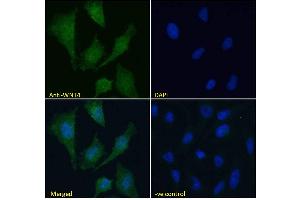 ABIN184715 Immunofluorescence analysis of paraformaldehyde fixed HeLa cells, permeabilized with 0. (WNT4 Antikörper  (Internal Region))
