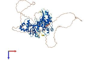 MELK Protein (AA 1-651) (His tag)