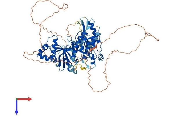 MELK Protein (AA 1-651) (His tag)