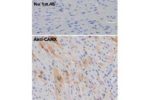 Calnexin Antikörper  (C-Term)